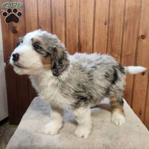 Mason, Bernedoodle Puppy